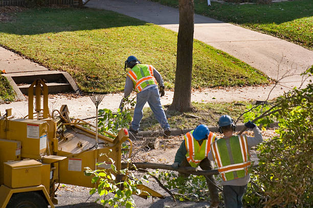 Professional Tree Removal and Landscaping Services in Riverside, PA